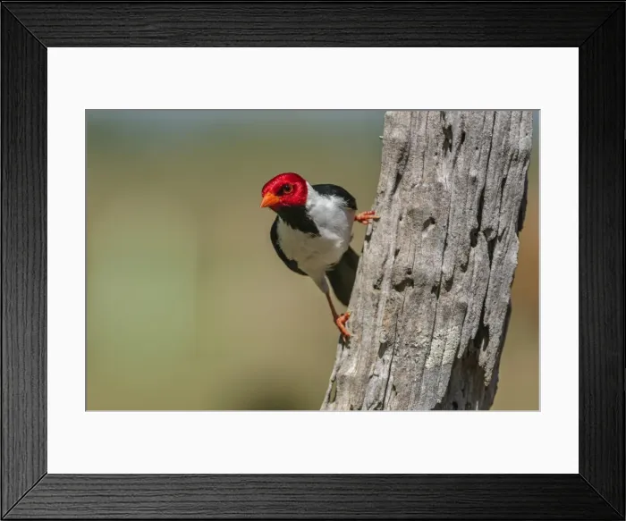 Framed Print : Picture No. 11980786 Framed Print : Picture No. 11980786