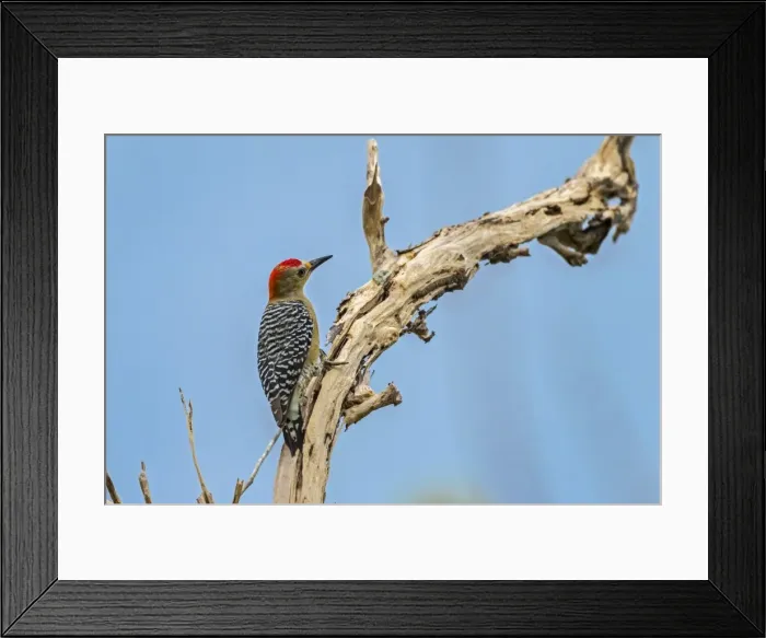 Framed Print : Picture No. 11980787 Framed Print : Picture No. 11980787