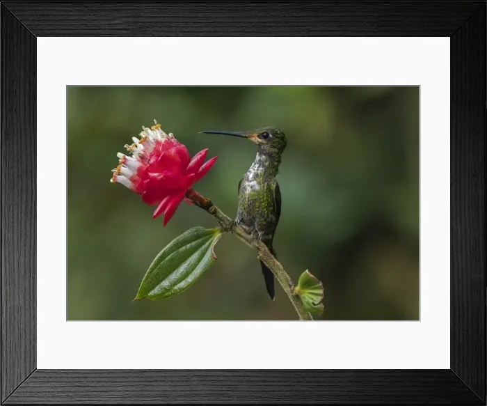 Framed Print : Picture No. 11980789 Framed Print : Picture No. 11980789