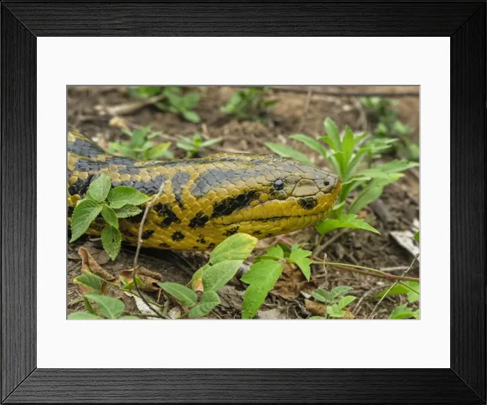 Framed Print : Picture No. 11980790