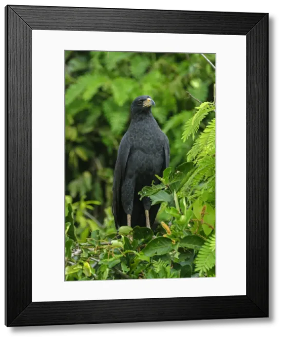 Framed Print : Picture No. 11980791 Framed Print : Picture No. 11980791