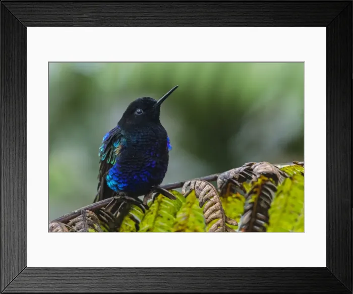 Framed Print : Picture No. 11980792 Framed Print : Picture No. 11980792
