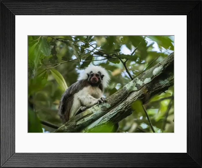 Framed Print : Picture No. 11980793 Framed Print : Picture No. 11980793