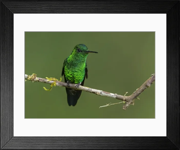 Framed Print : Picture No. 11980794 Framed Print : Picture No. 11980794