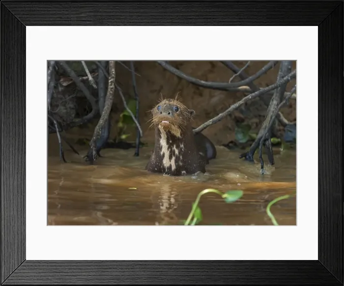 Framed Print : Picture No. 11980795 Framed Print : Picture No. 11980795