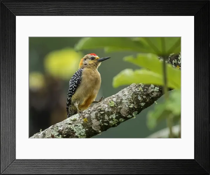 Framed Print : Picture No. 11980796 Framed Print : Picture No. 11980796