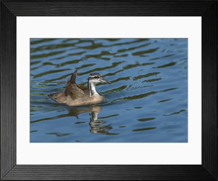 Framed Print : Picture No. 11980798 Framed Print : Picture No. 11980798