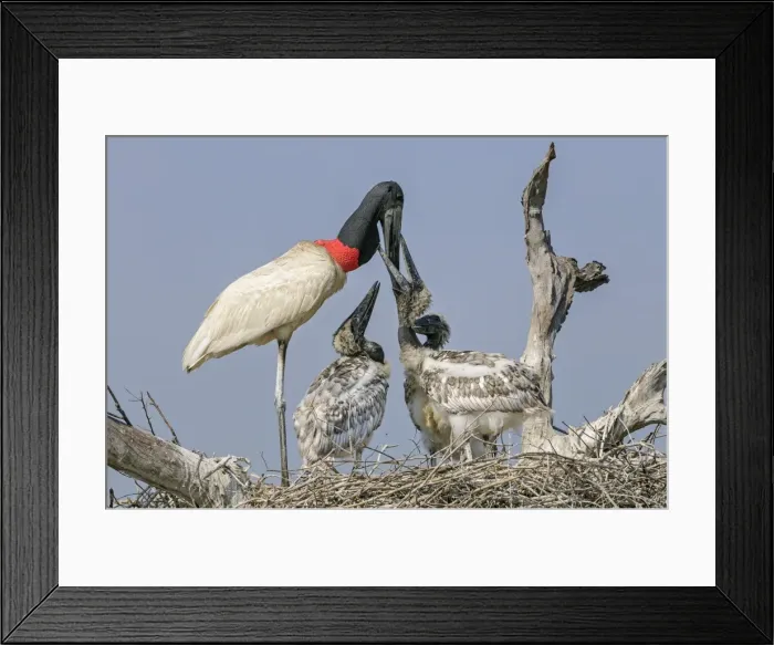 Framed Print : Picture No. 11980799 Framed Print : Picture No. 11980799