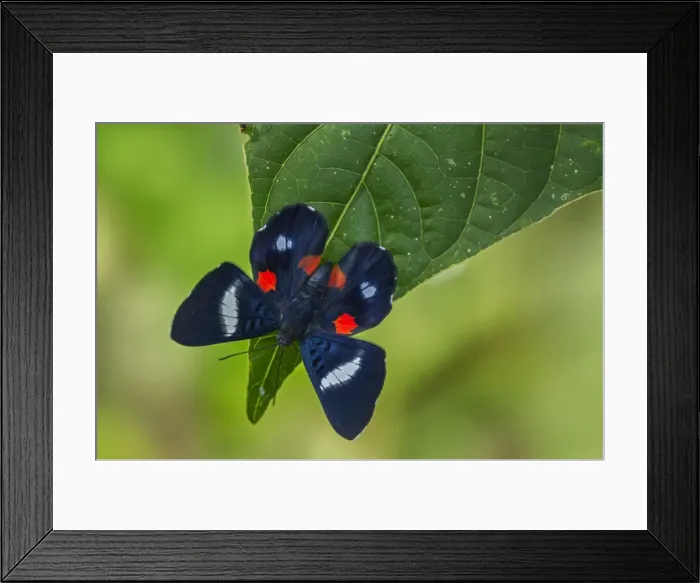 Framed Print : Picture No. 11980800 Framed Print : Picture No. 11980800