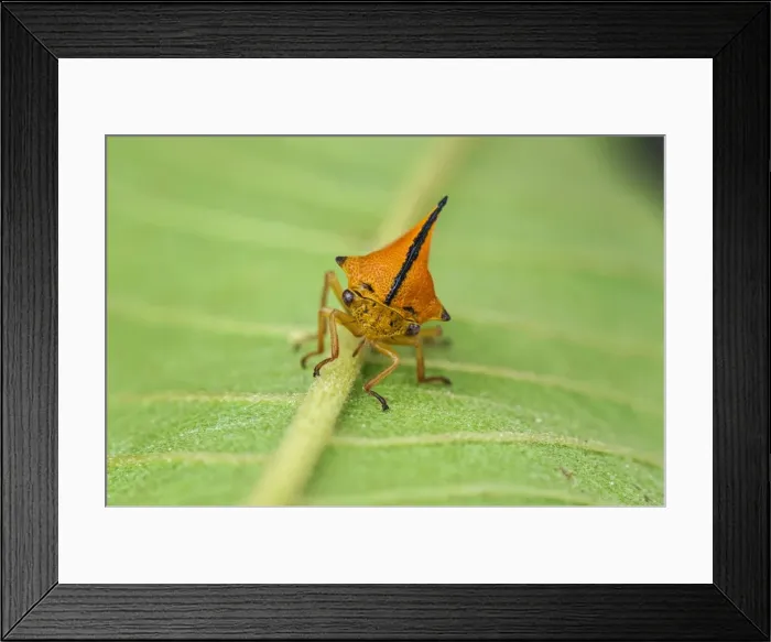 Framed Print : Picture No. 11980801 Framed Print : Picture No. 11980801