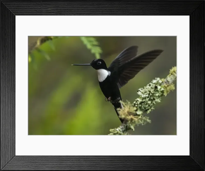 Framed Print : Picture No. 11980802 Framed Print : Picture No. 11980802