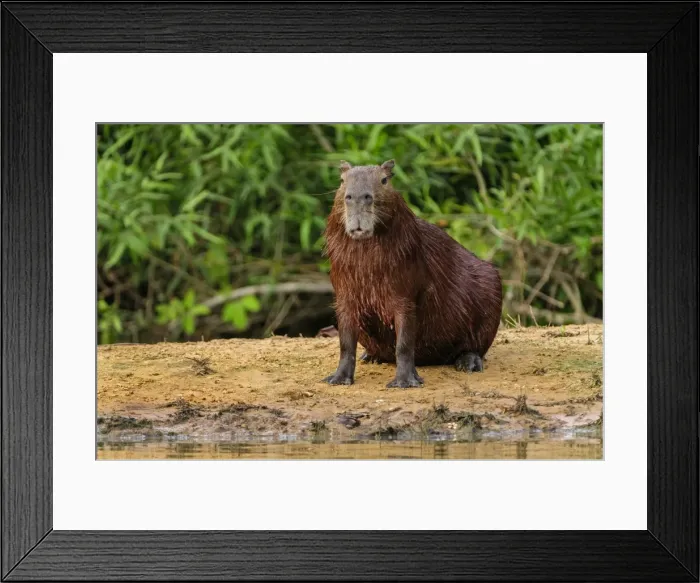 Framed Print : Picture No. 11980803 Framed Print : Picture No. 11980803