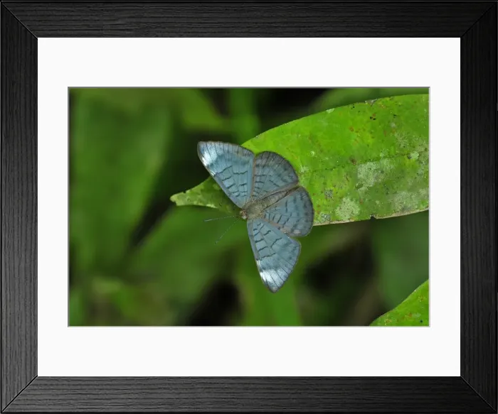 Framed Print : Picture No. 11980805 Framed Print : Picture No. 11980805