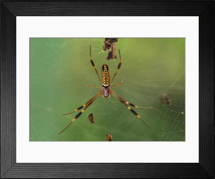 Framed Print : Picture No. 11980806 Framed Print : Picture No. 11980806