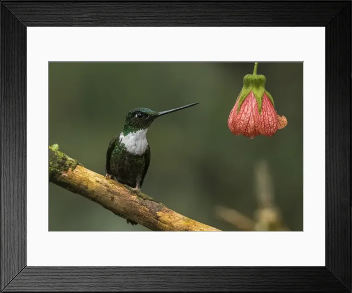 Framed Print : Picture No. 11980807 Framed Print : Picture No. 11980807