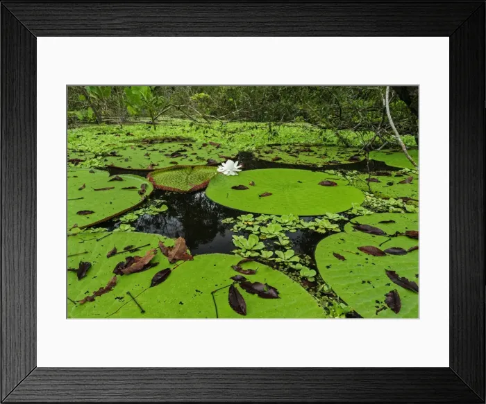 Framed Print : Picture No. 11980808 Framed Print : Picture No. 11980808