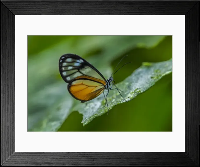 Framed Print : Picture No. 11980809 Framed Print : Picture No. 11980809