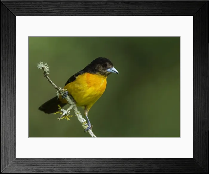 Framed Print : Picture No. 11980810 Framed Print : Picture No. 11980810