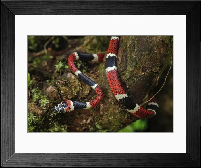 Framed Print : Picture No. 11980811 Framed Print : Picture No. 11980811