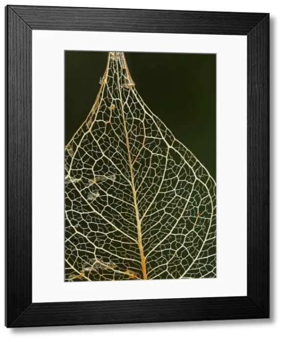Framed Print : Picture No. 11980812 Framed Print : Picture No. 11980812