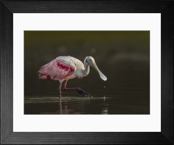Framed Print : Picture No. 11980813