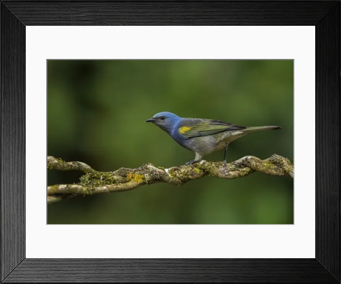 Framed Print : Picture No. 11980814 Framed Print : Picture No. 11980814