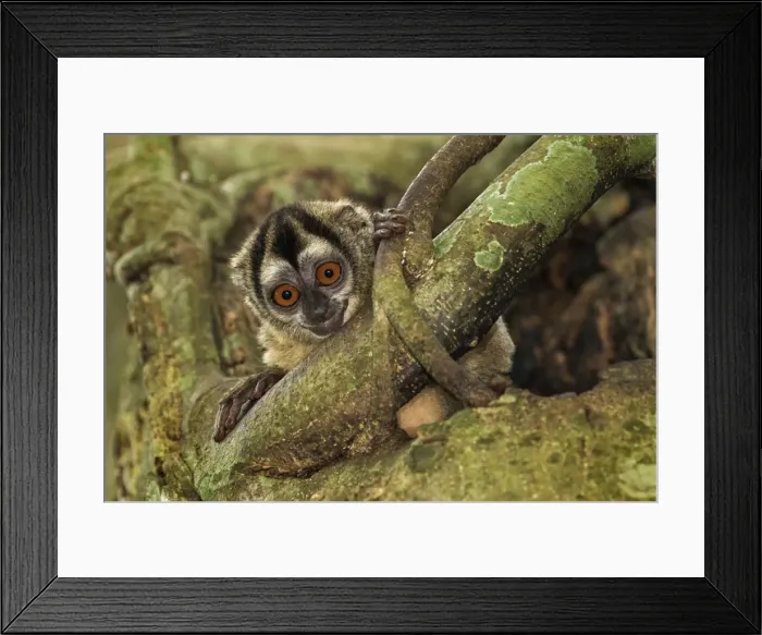 Framed Print : Picture No. 11980816 Framed Print : Picture No. 11980816
