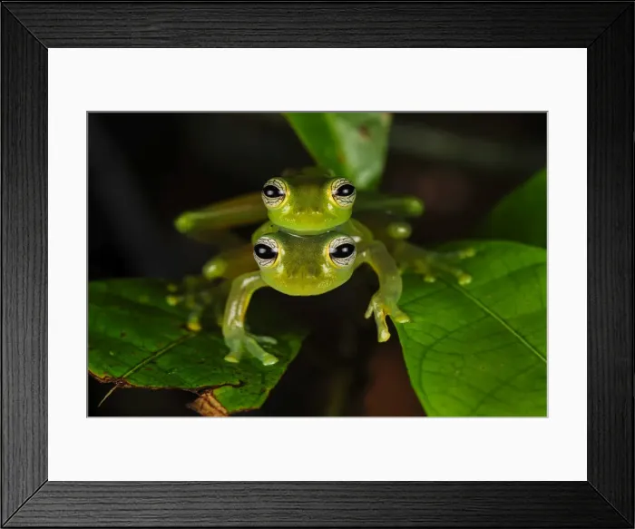 Framed Print : Picture No. 11980817 Framed Print : Picture No. 11980817