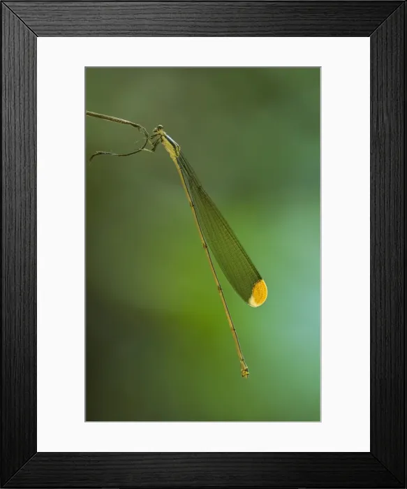Framed Print : Picture No. 11980818 Framed Print : Picture No. 11980818