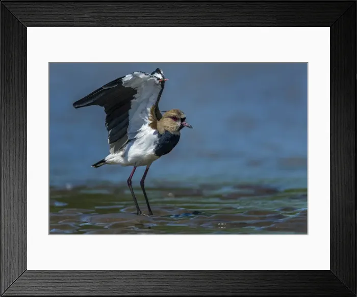 Framed Print : Picture No. 11980819 Framed Print : Picture No. 11980819