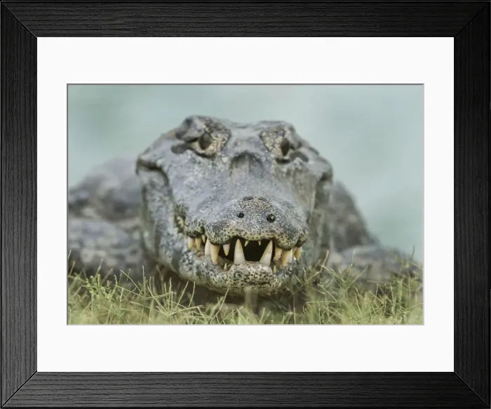 Framed Print : Picture No. 11980820 Framed Print : Picture No. 11980820