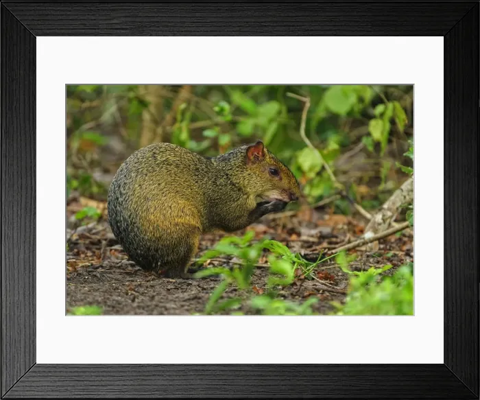 Framed Print : Picture No. 11980821