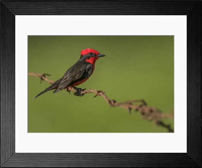 Framed Print : Picture No. 11980822 Framed Print : Picture No. 11980822