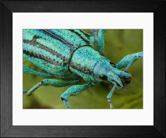 Framed Print : Picture No. 11980823 Framed Print : Picture No. 11980823
