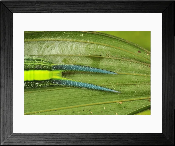 Framed Print : Picture No. 11980824 Framed Print : Picture No. 11980824