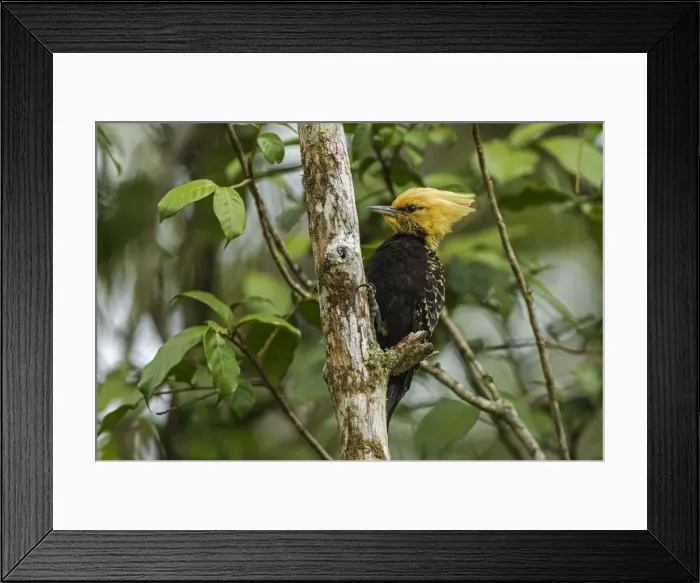 Framed Print : Picture No. 11980825 Framed Print : Picture No. 11980825