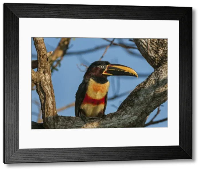 Framed Print : Picture No. 11980826 Framed Print : Picture No. 11980826