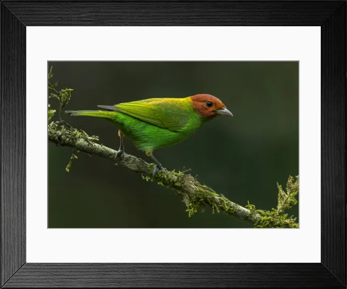 Framed Print : Picture No. 11980827 Framed Print : Picture No. 11980827