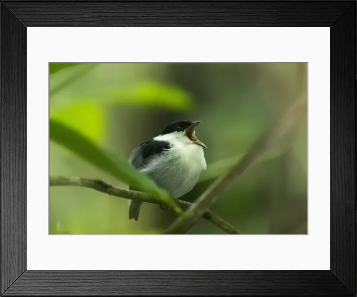Framed Print : Picture No. 11980828 Framed Print : Picture No. 11980828
