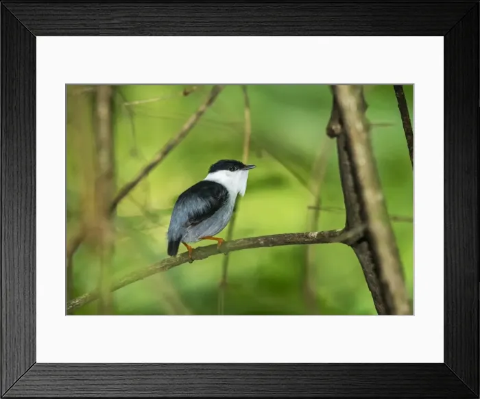 Framed Print : Picture No. 11980829 Framed Print : Picture No. 11980829