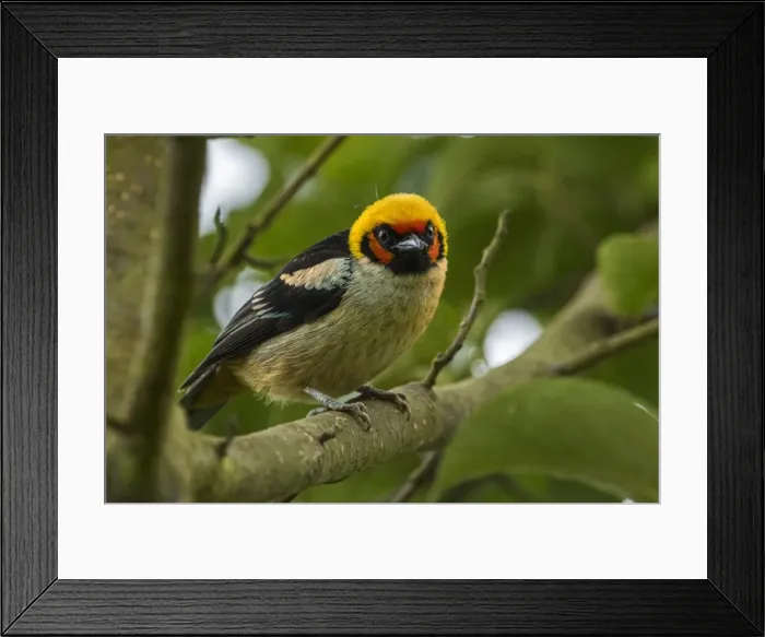 Framed Print : Picture No. 11980830 Framed Print : Picture No. 11980830