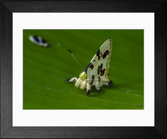 Framed Print : Picture No. 11980831 Framed Print : Picture No. 11980831