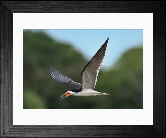Framed Print : Picture No. 11980832 Framed Print : Picture No. 11980832