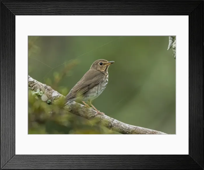 Framed Print : Picture No. 11980833