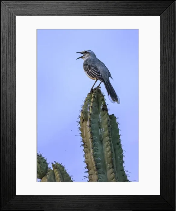 Framed Print : Picture No. 11980834 Framed Print : Picture No. 11980834