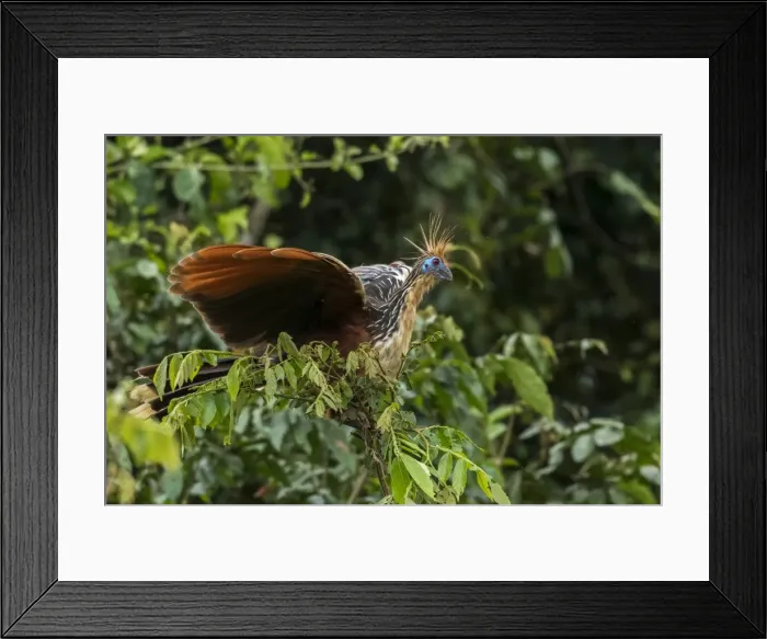 Framed Print : Picture No. 11980835 Framed Print : Picture No. 11980835