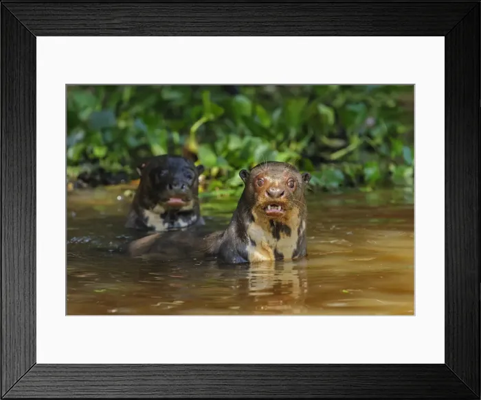 Framed Print : Picture No. 11980836 Framed Print : Picture No. 11980836