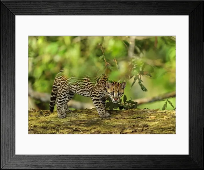 Framed Print : Picture No. 11980837 Framed Print : Picture No. 11980837