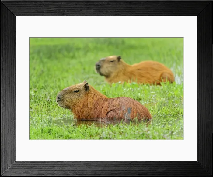 Framed Print : Picture No. 11980838 Framed Print : Picture No. 11980838