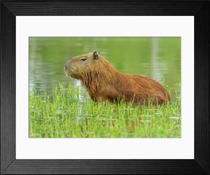 Framed Print : Picture No. 11980839 Framed Print : Picture No. 11980839
